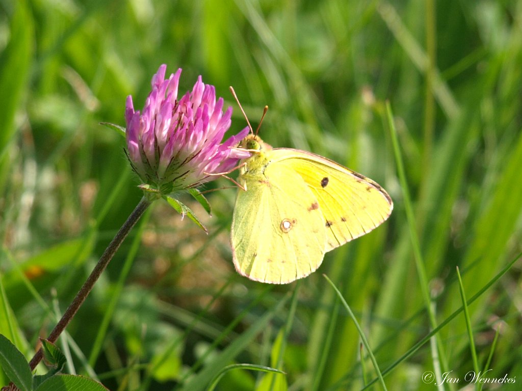 Gele luzernevlinder, Colias hyale.JPG